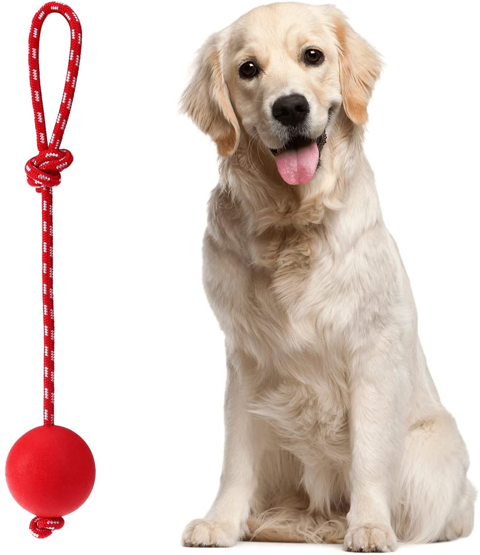 Dog Training Ball on Rope
